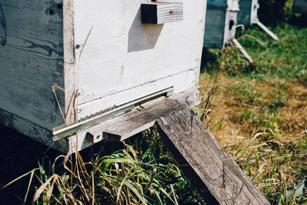 Vista Cerca Urticaria Abejas Colmenar —  Fotos de Stock