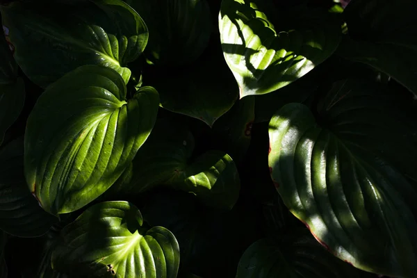 Fondo Patrón Hojas Verdes Fondo Oscuro Natural — Foto de Stock