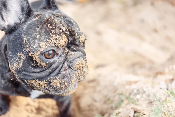 Francouzský Buldoček Kopání Písku Zblízka Obličej Psa — Stock fotografie