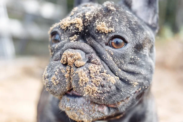 Fransız buldozer kuma, kazma köpek yüzünü kapatmak