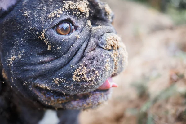 Французский Бульдог Копает Песке Закрывает Собачье Лицо — стоковое фото
