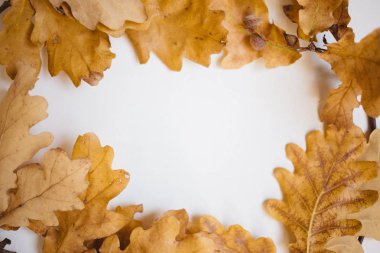 kopya alanı ile beyaz arka plan sonbahar meşe yaprakları