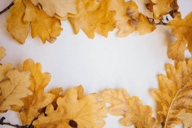 kopya alanı ile beyaz arka plan sonbahar meşe yaprakları