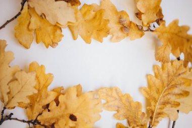 kopya alanı ile beyaz arka plan sonbahar meşe yaprakları