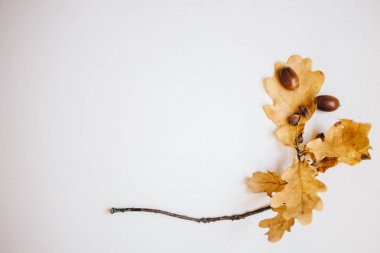 meşe palamutları ve beyaz arka plan, kopya alanı, sonbahar kavramı üzerinde sonbahar yaprakları ile meşe fışkın