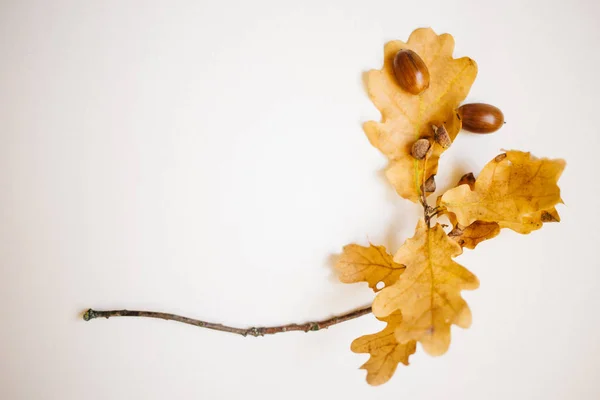 Oak Sprig Acorns Autumn Leaves White Background Copy Space Autumn — Stock Photo, Image