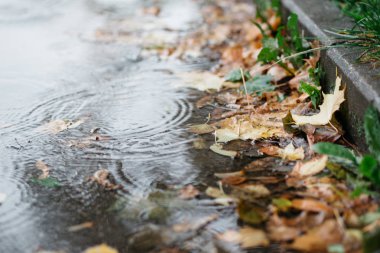 Güz taze bir asfalt üzerinde yağmur su damlaları, kayan sonbahar yaprakları
