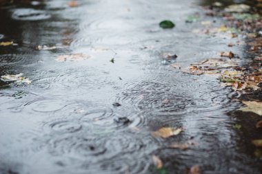 Güz taze bir asfalt üzerinde yağmur su damlaları, kayan sonbahar yaprakları