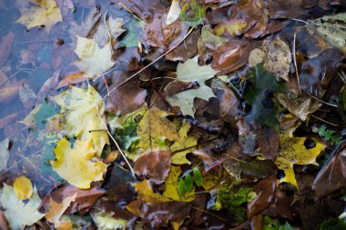 Güz taze bir asfalt üzerinde yağmur su damlaları, kayan sonbahar yaprakları