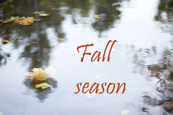 雨滴在沥青的秋天 漂浮的秋叶 秋季概念 — 图库照片