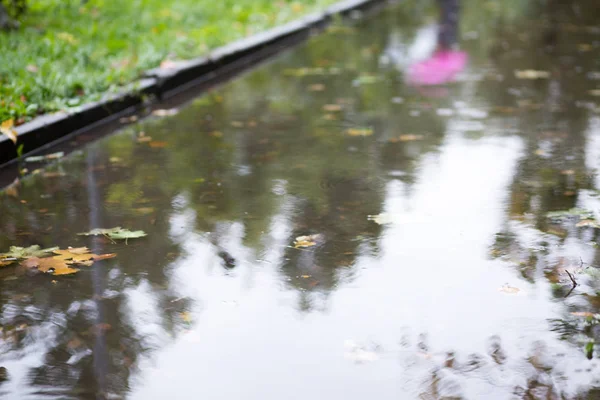 Gotas Água Chuva Asfalto Fresco Outono Folhas Outono Flutuantes — Fotografia de Stock