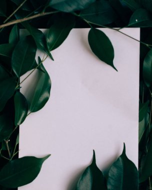 Yeşil Yapraklar Üzerinde Kağıt Kart Modeli