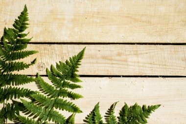 ahşap arka plan, sert ışık eğreltiotu yaprakları