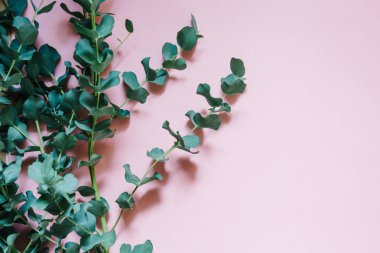 yeşil gümüş Doları okaliptüs cinerea bırakır ve pembe arka plan şubeleri. Çiçek kompozisyon. Kopya alanı.