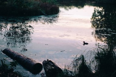 manzara nehir su, ördek, akşam gökyüzü arka plan, günbatımı ağaç
