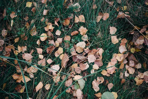 Hojas Caídas Fondo Vista Superior Sobre Hierba Verde — Foto de Stock