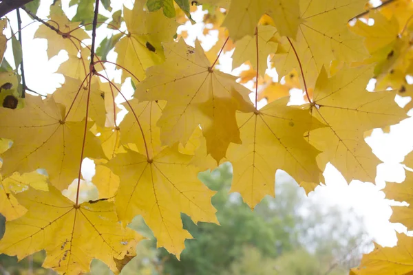 Outono Temporada Fundo Folhas Bordo Amarelo Árvore — Fotografia de Stock