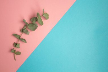 Düz yatıyordu pastel kompozisyon. Okaliptüs mavi pembe bir arka plan üzerinde bir delikanlı ile arka plan