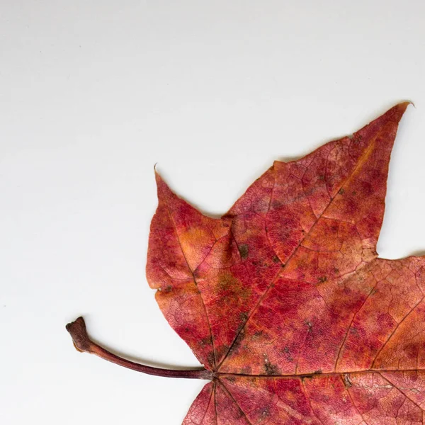 Cerca Hojas Arce Rojo Otoño Sobre Fondo Blanco Espacio Copia —  Fotos de Stock