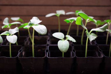 fidan salatalık, küçük lahanası siyah tencerelerde, yeşil genç bitkiler