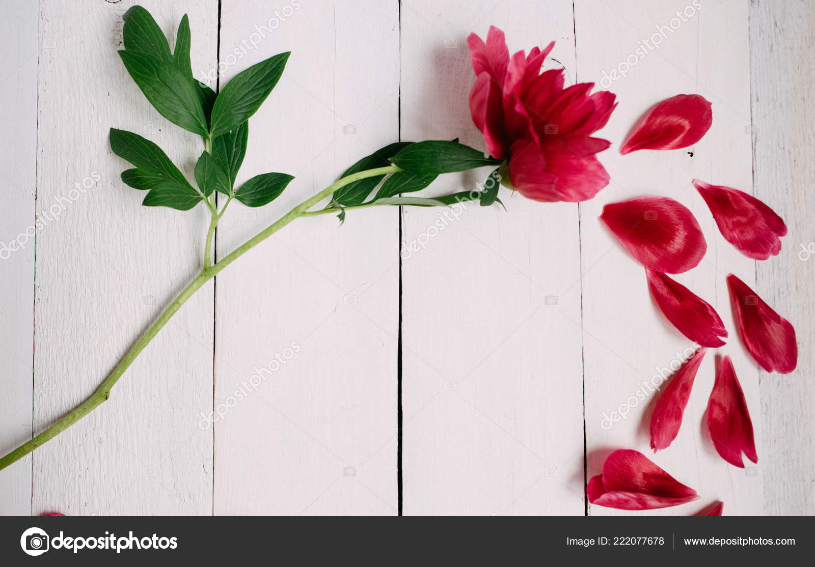 depositphotos_222077678-stock-photo-pink-peony-flower-leaves-white.jpg foto