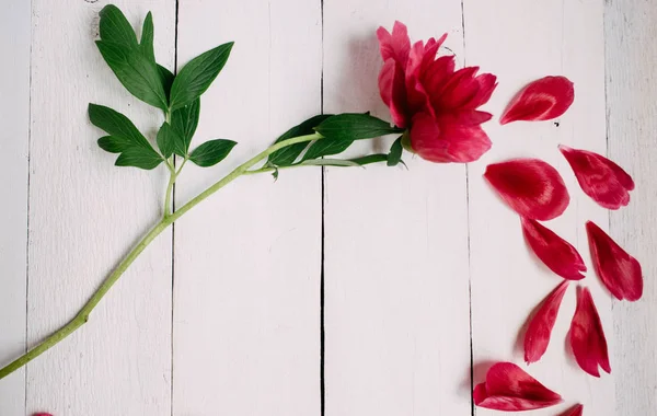 Rosa Pion Blomma Och Blad Vit Trä Bakgrund — Stockfoto