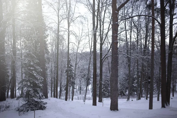 Winter landscape, snowy scene in forest