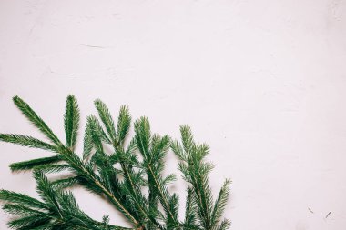 detay dokulu beyaz bir arka plan üzerinde bir Noel köknar Şubesi