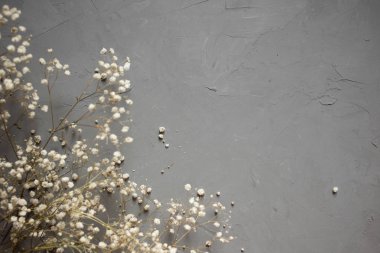 gri arka plan üzerinde beyaz kuru gypsophila çiçek demetleri. üstten görünüm.