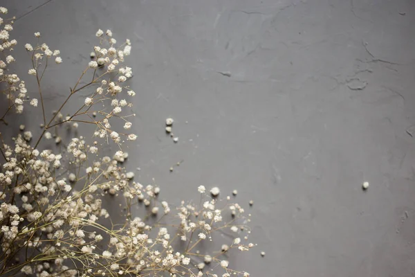 gri arka plan üzerinde beyaz kuru gypsophila çiçek demetleri. üstten görünüm.