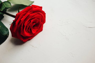 Beyaz sıvalı arka planda, güzel doku tek kırmızı gül