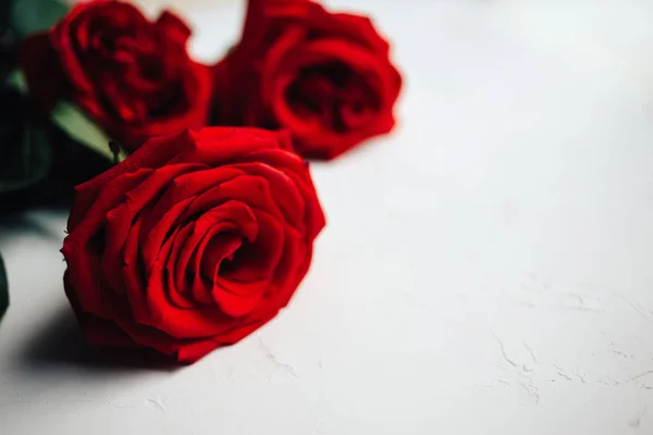Single red rose on white plastered background, beautiful texture