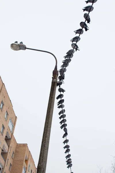 Pássaros Pombo Pombas Sentadas Arame Vista Inferior — Fotografia de Stock