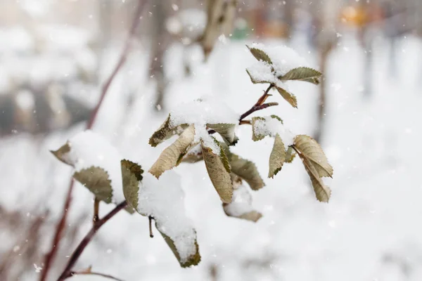 Gren Och Blad Nypon Täckt Med Snö Och Vintertid Närbild — Stockfoto