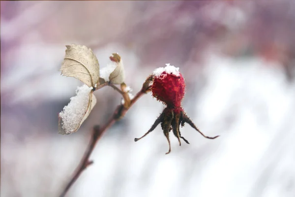 Röda Nypon Berry Täckt Med Snö Vintern Utomhus Nära Upp — Stockfoto