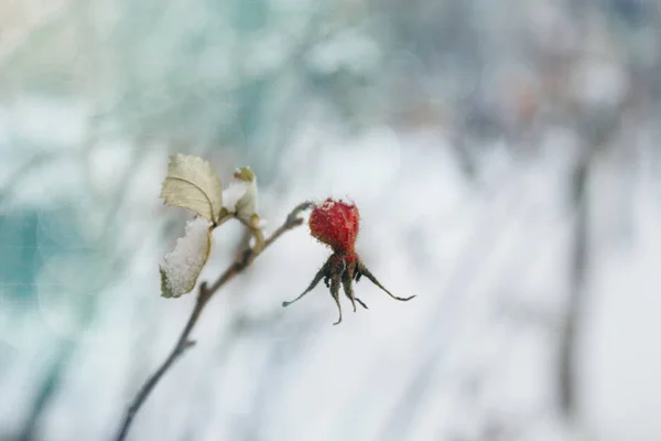 Röda Nypon Berry Täckt Med Snö Vintern Utomhus Nära Upp — Stockfoto