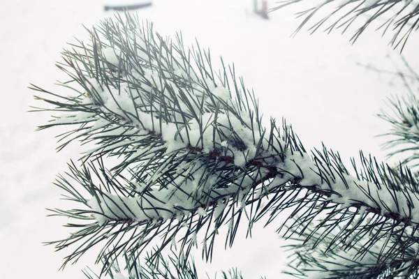 Natuurlijke Achtergrond Met Pine Filiaal Sneeuw Winter Komt Concept — Stockfoto