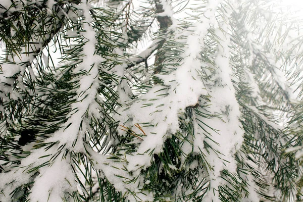 Naturlig Bakgrund Med Tall Filial Snön Vintern Kommer Konceptet — Stockfoto