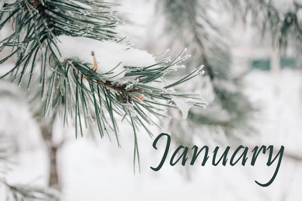 January Text Natural Texture Winter Background Snow Covered Blue Pine — Stock Photo, Image