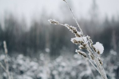 karla kaplı bir alan, güzel kış manzarası kar ile bitkilerde