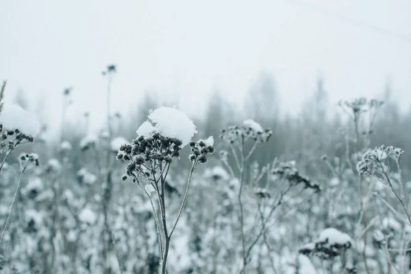 Planten Een Besneeuwd Veld Mooie Winterlandschap Met Sneeuw — Stockfoto