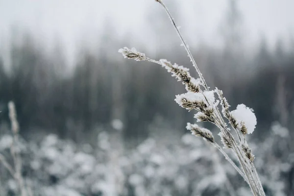 Karla Kaplı Bir Alan Güzel Kış Manzarası Kar Ile Bitkilerde — Stok fotoğraf