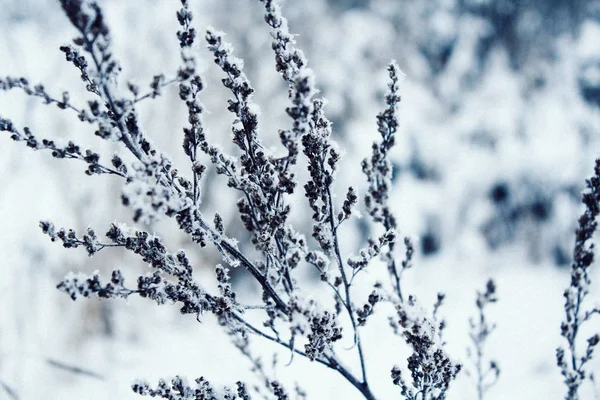 Planten Een Besneeuwd Veld Mooie Winterlandschap Met Sneeuw — Stockfoto