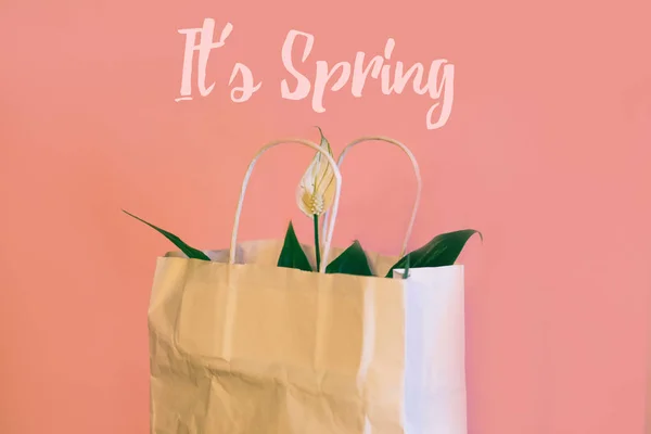 It's spring text. spatifilum flowers in white paper gift bag, spring flowers on a pink background.