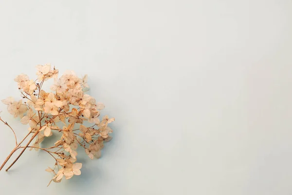 Dried flowers hydrangea on light blue background top view. Copy space