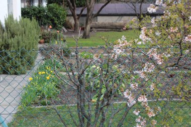 Merano, İtalya - 03 20 2013: Merano, bahar bahçe avlusunda sokaklarında görünümünü