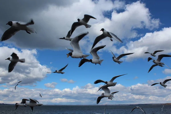 flying seagulls. Bird flies over the lake. Seagulls catch food on the fly against the sky with clouds