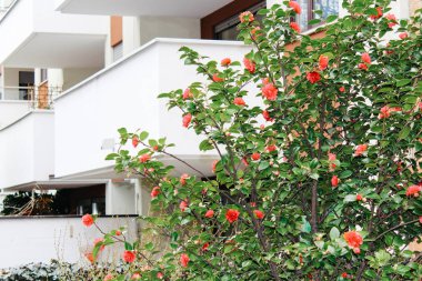 Merano, İtalya - 03 20 2013: Merano, İtalyan Alpen cityscape kışın sokaklarında görünümünü