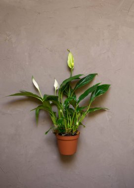 Spatifilyum çiçek kahverengi pot, karanlık dokulu arka plan, kopya alanı