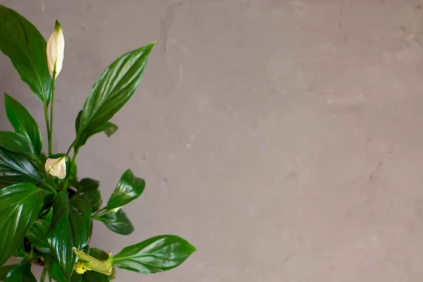 Spathiphyllum Fiori Sfondo Scuro Strutturato Messa Fuoco Selettiva Con Spazio Immagine Stock